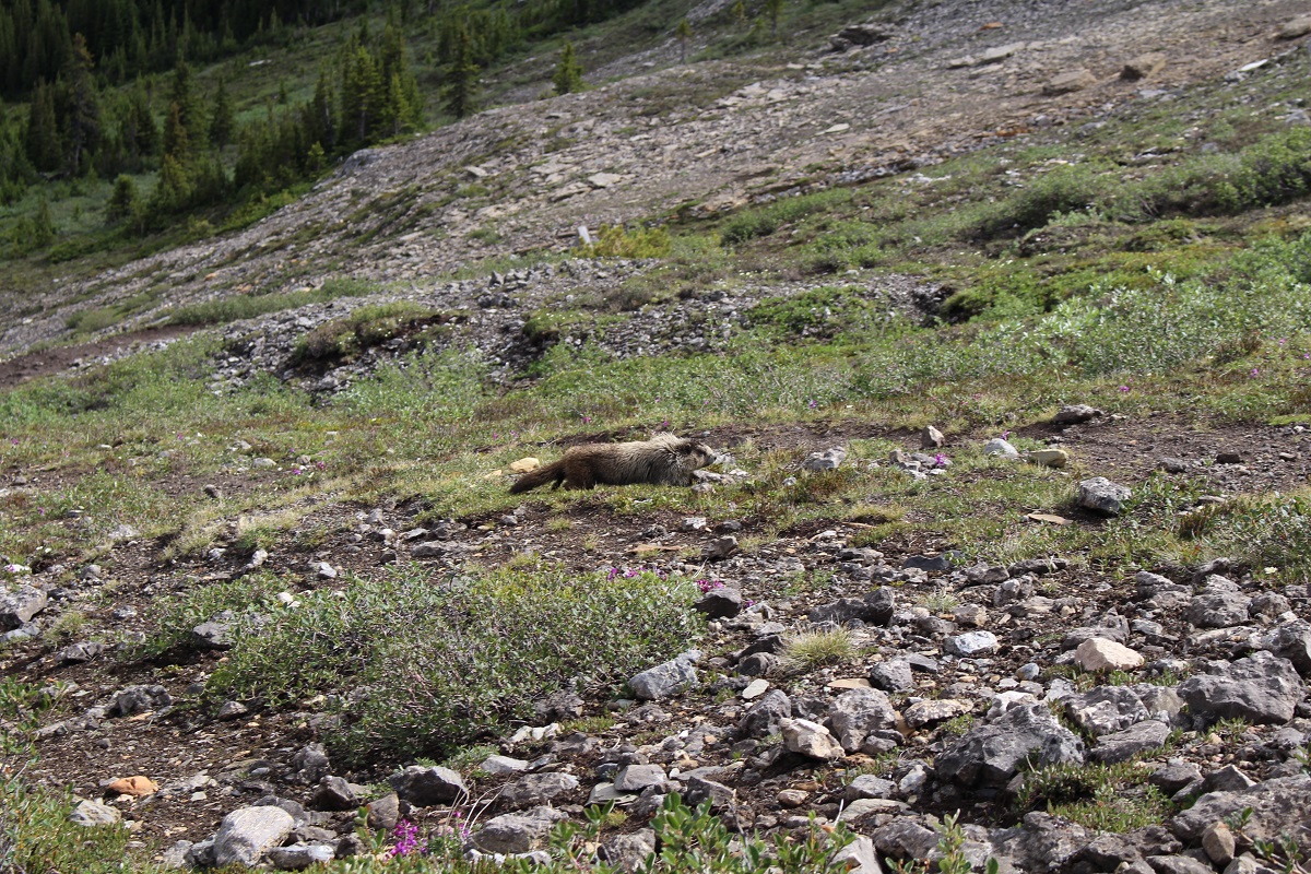 parkerridge_marmot