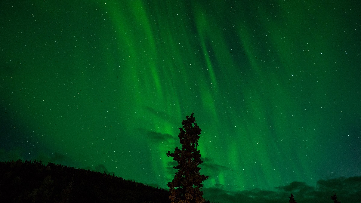 green northern lights behind a pine tree during nighttime