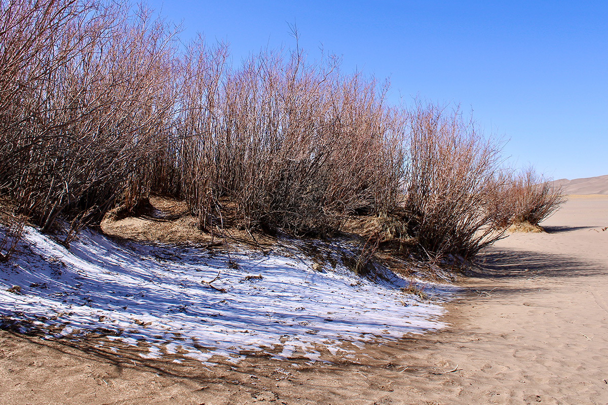 snow on brown sand
