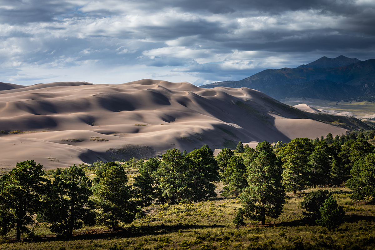 green grass and trees in front of the desert sand dunes