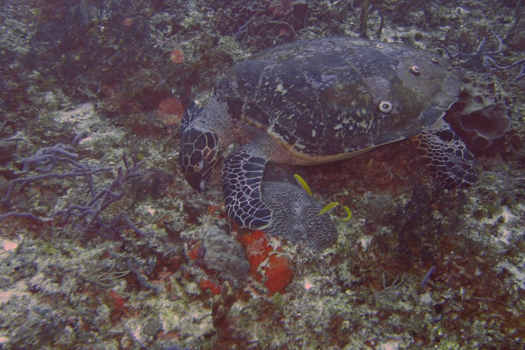 Playa Del Carmen North American Wildlife Viewing Adventures 2