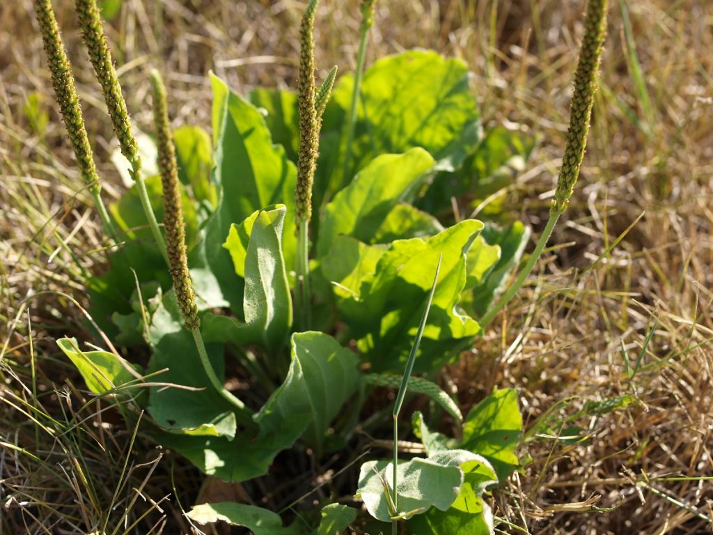 broadleaf plantain edible wild plant