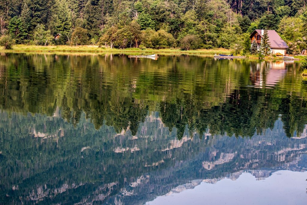 green trees beside body of water during daytime