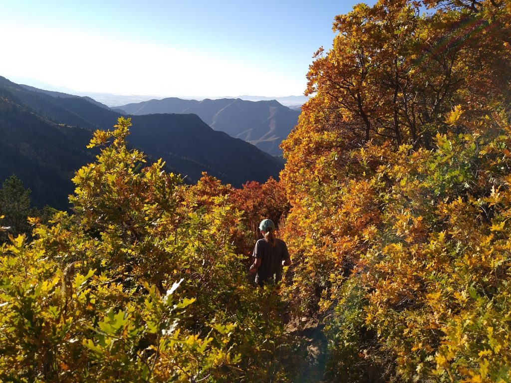 MtAire FallColors