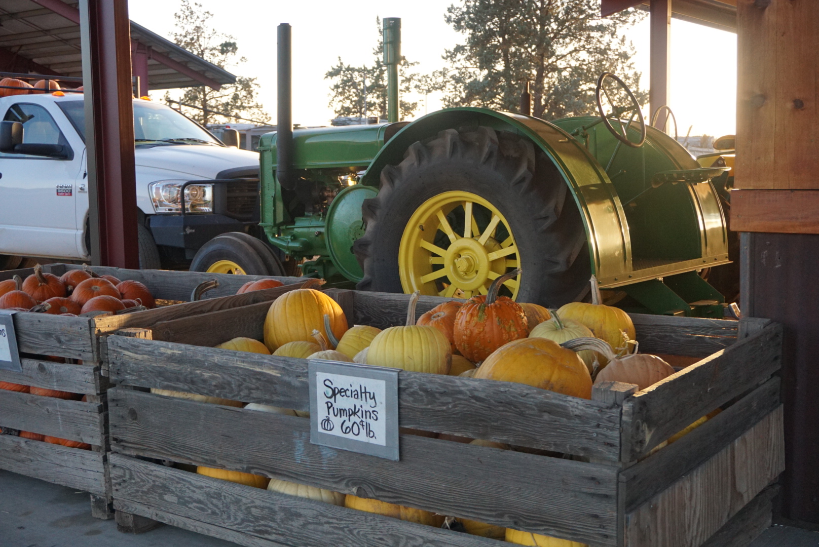 Pumpkin Vibes From Harvest to Table to Compost 3