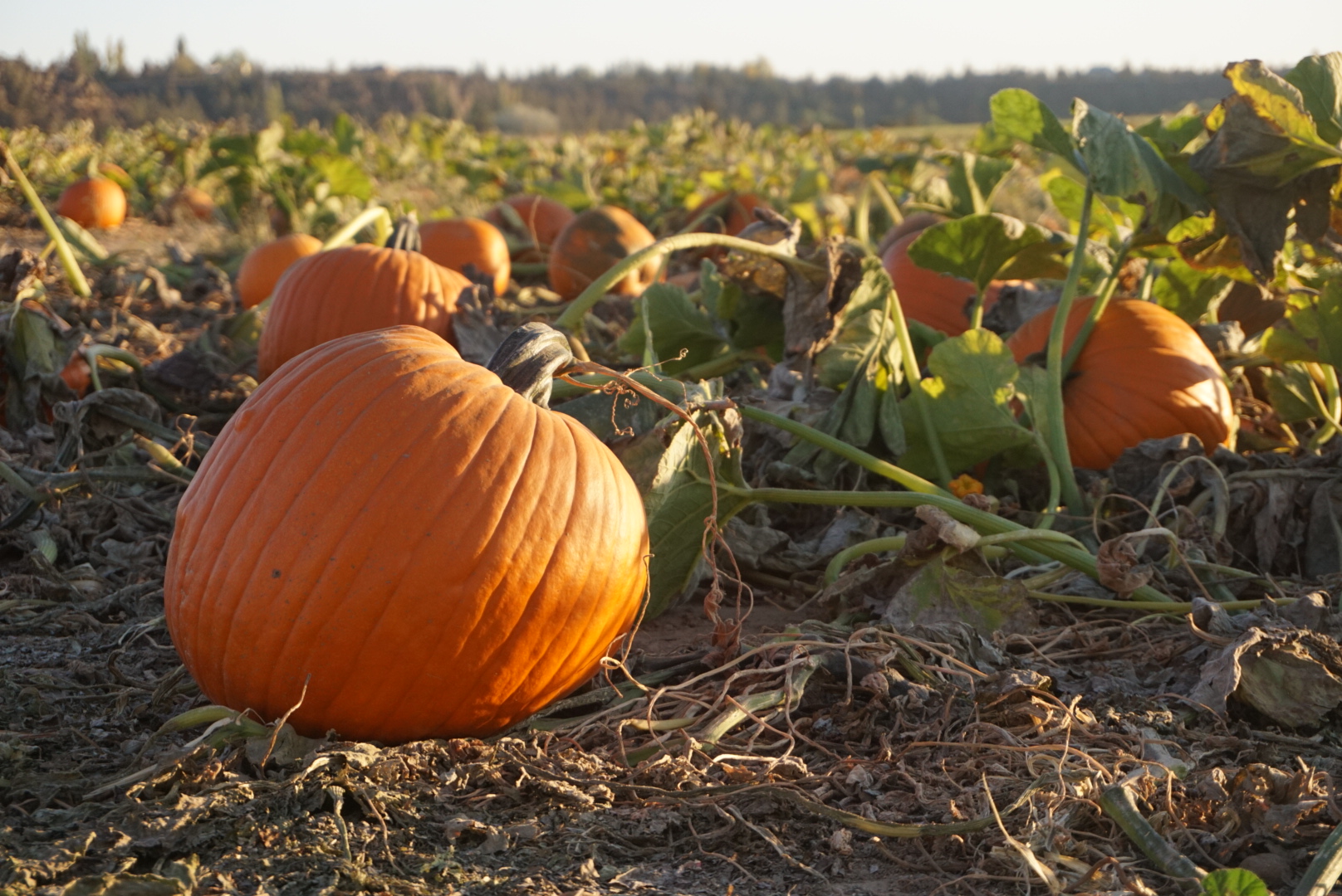 Pumpkin Vibes From Harvest to Table to Compost 5