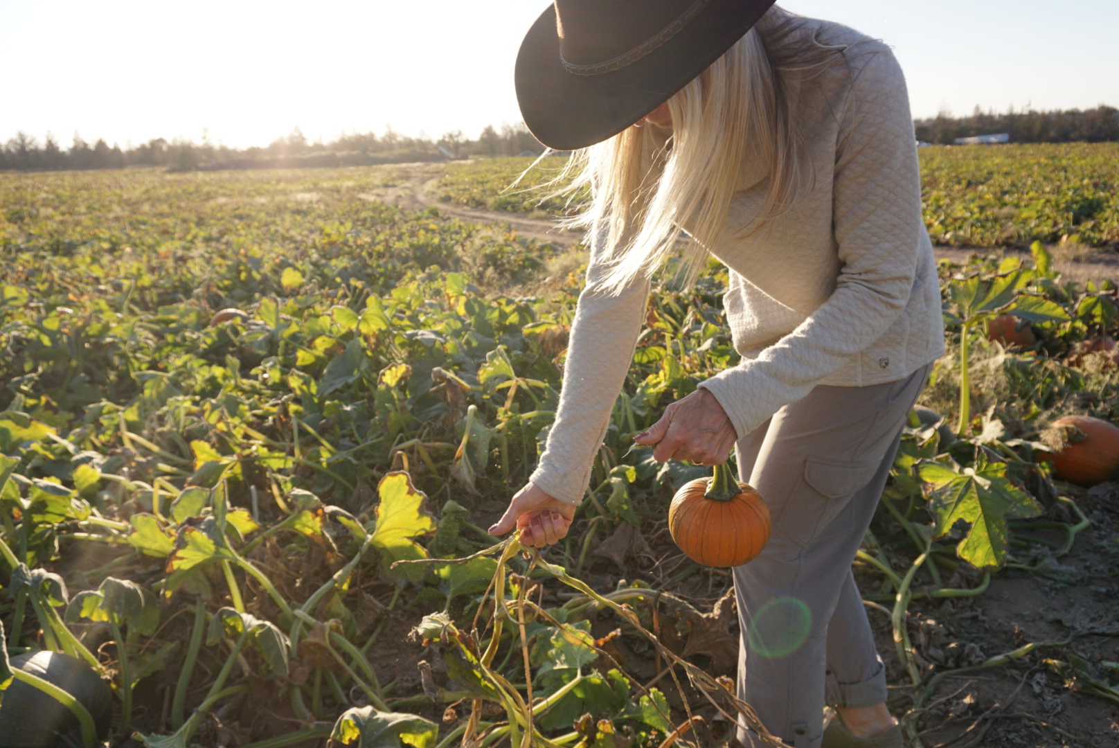 Pumpkin Vibes From Harvest to Table to Compost 6