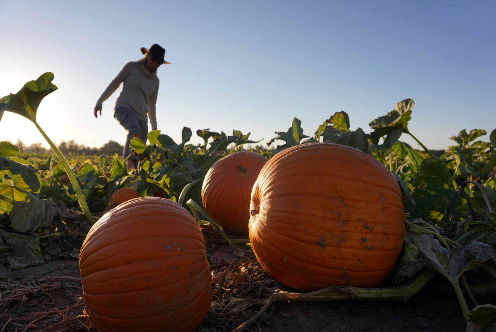 Pumpkin Vibes From Harvest to Table to Compost 7
